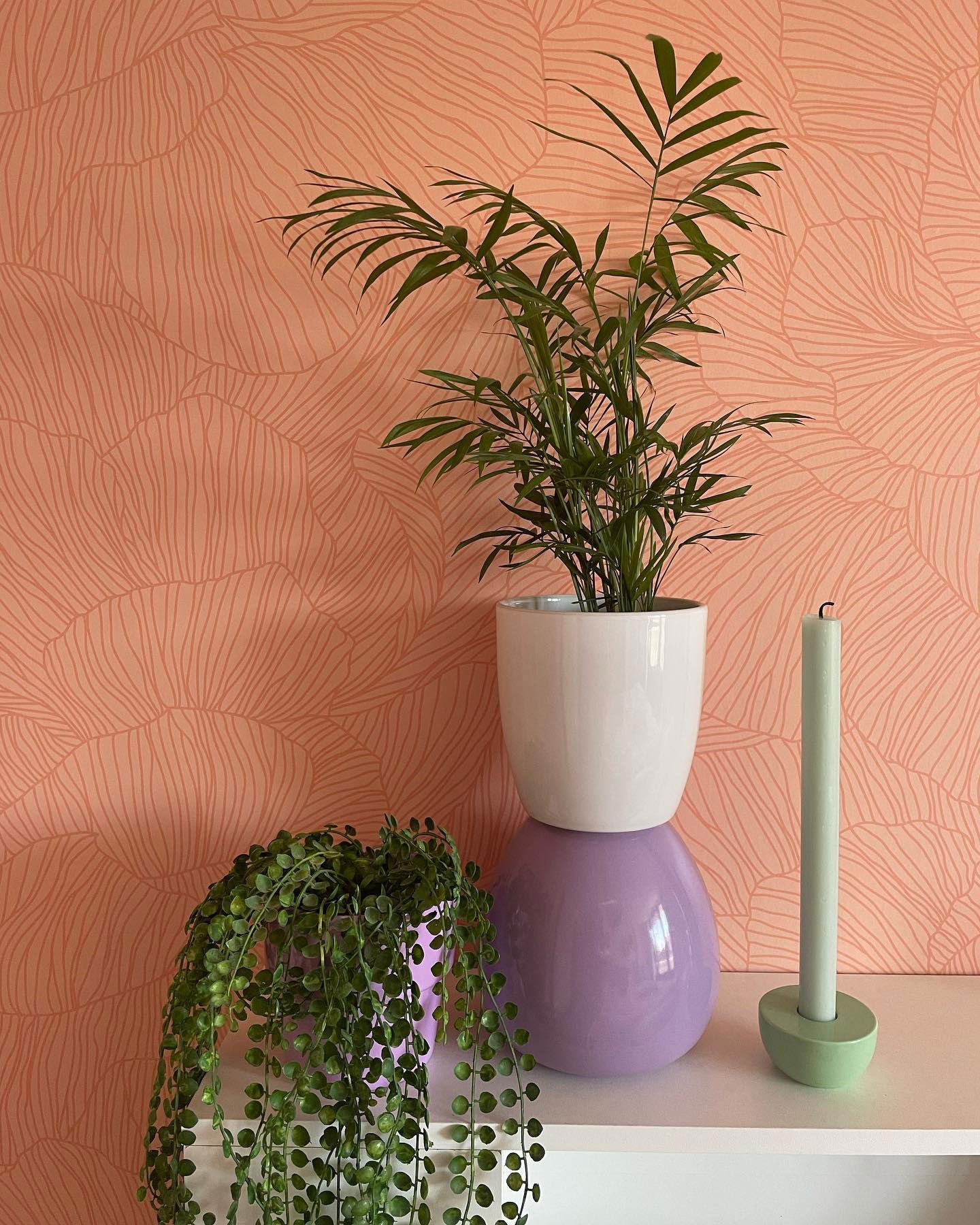 Plantas de interior y una vela en un estante contra un papel tapiz color melocotón. Una palma de salón se encuentra en una maceta blanca sobre un jarrón morado. Rosario en una maceta morada.
