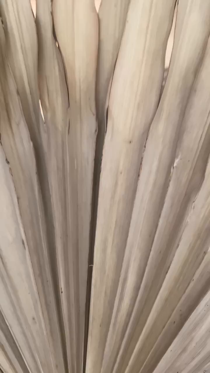 Close-up of a dried palm leaf, light beige color.