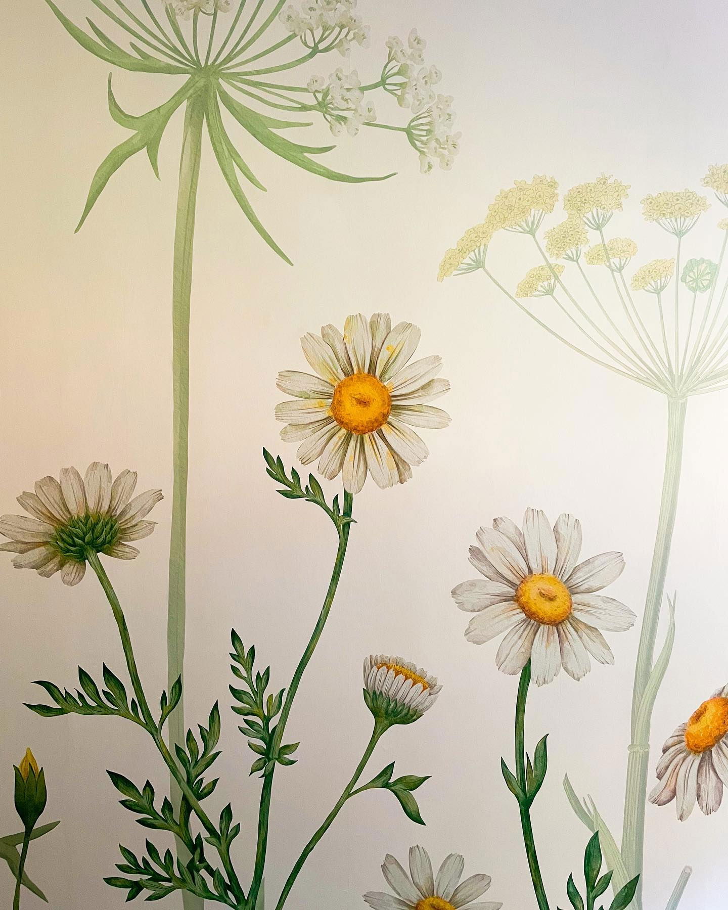 Aquarellmalerei von Gänseblümchen und Wilder Möhre auf weißem Hintergrund.