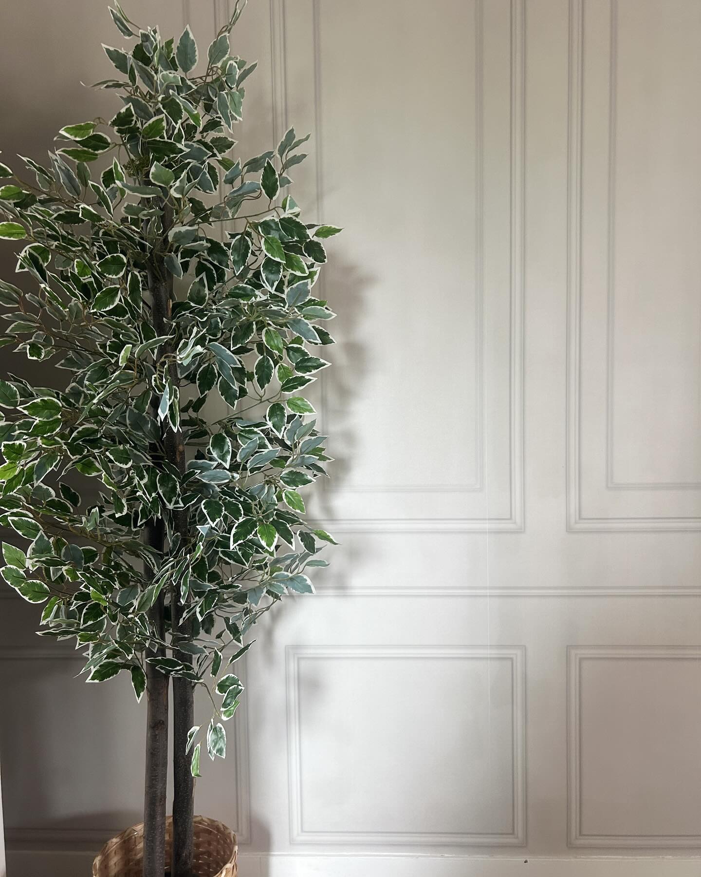 Ficus tree with green and white leaves in a woven basket.
