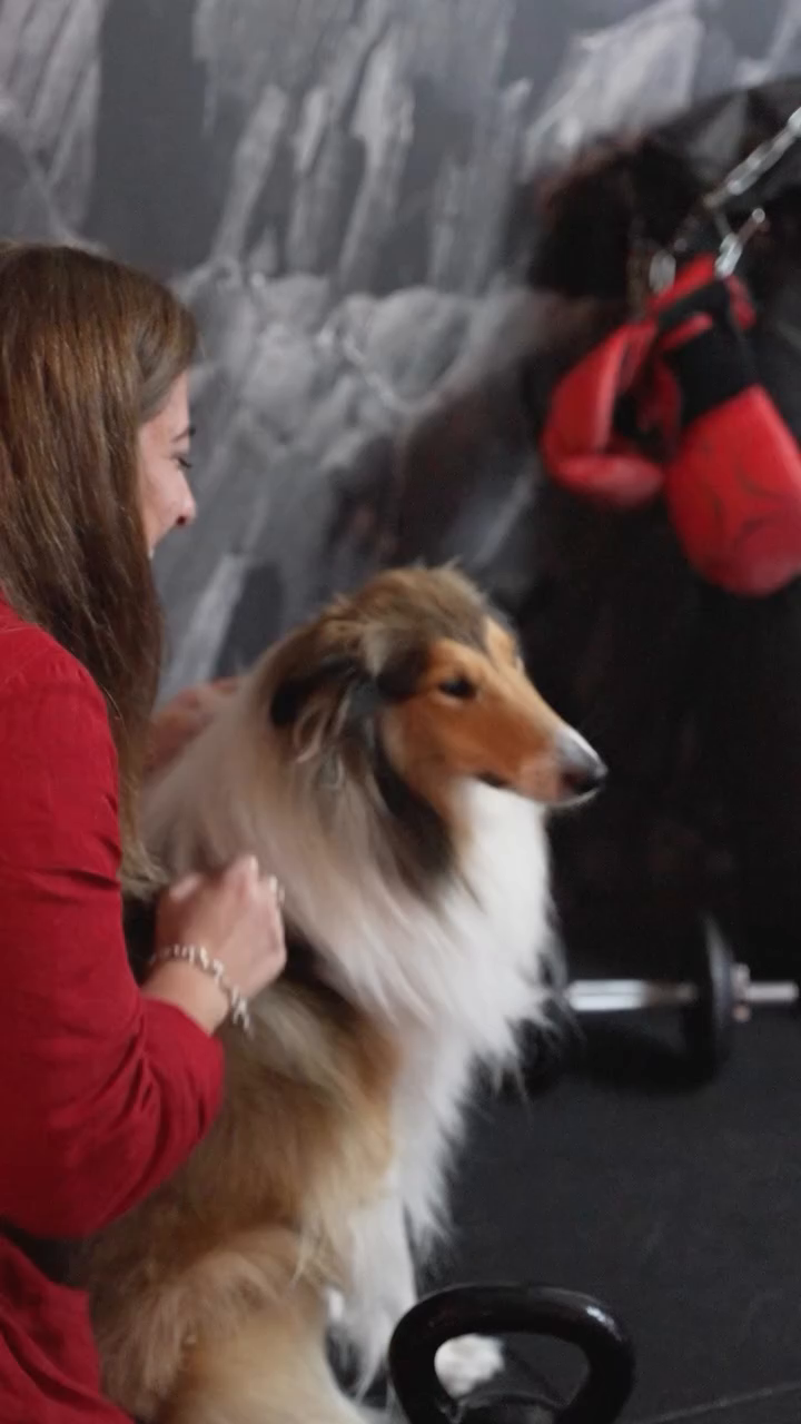 Woman pets a collie dog in a gym with weights and boxing gloves.