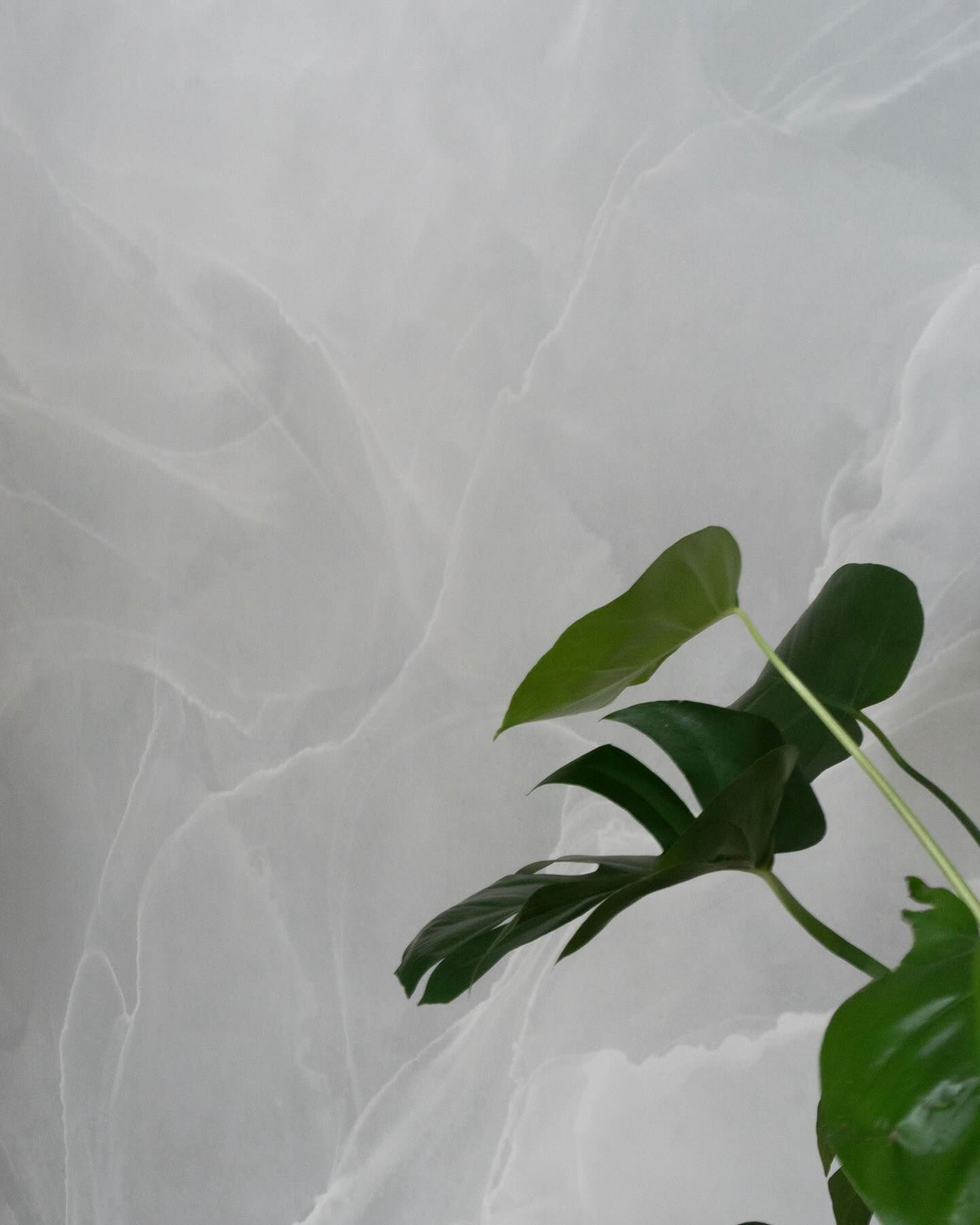 Plante Monstera avec fond blanc à motif marbré.