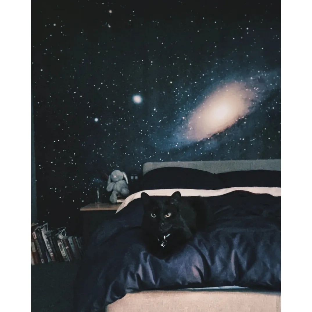 Un gato negro se sienta en una cama con una pared con temática de galaxias detrás.