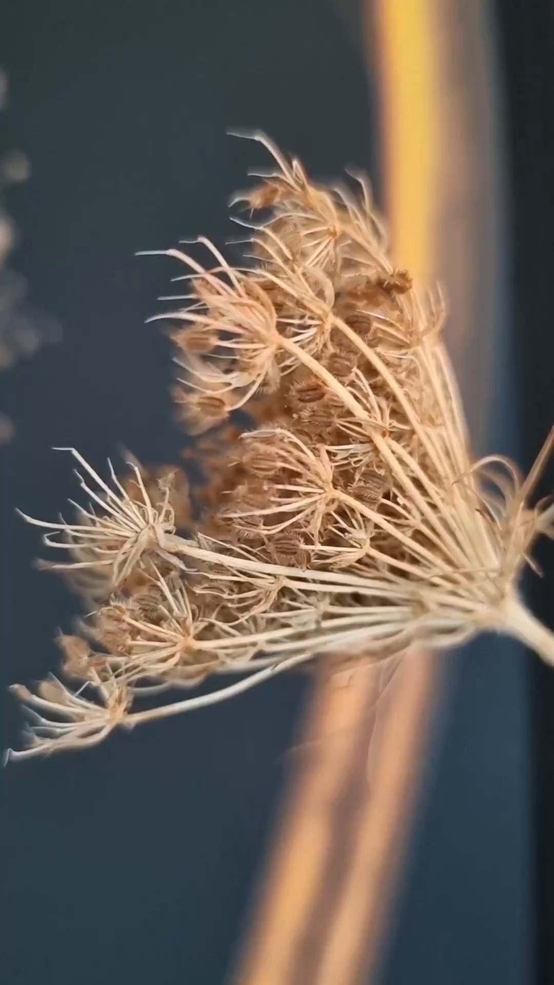 Close-up of a dried Queen Anne's Lace flower head with seeds against a blurred background.
