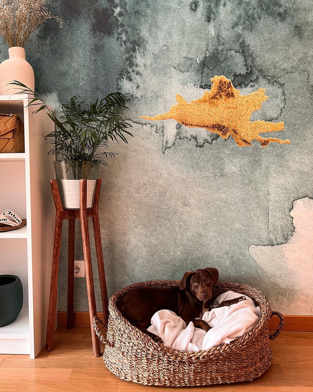Een bruine hond rust in een geweven mand met witte dekens, naast een plantenstandaard.