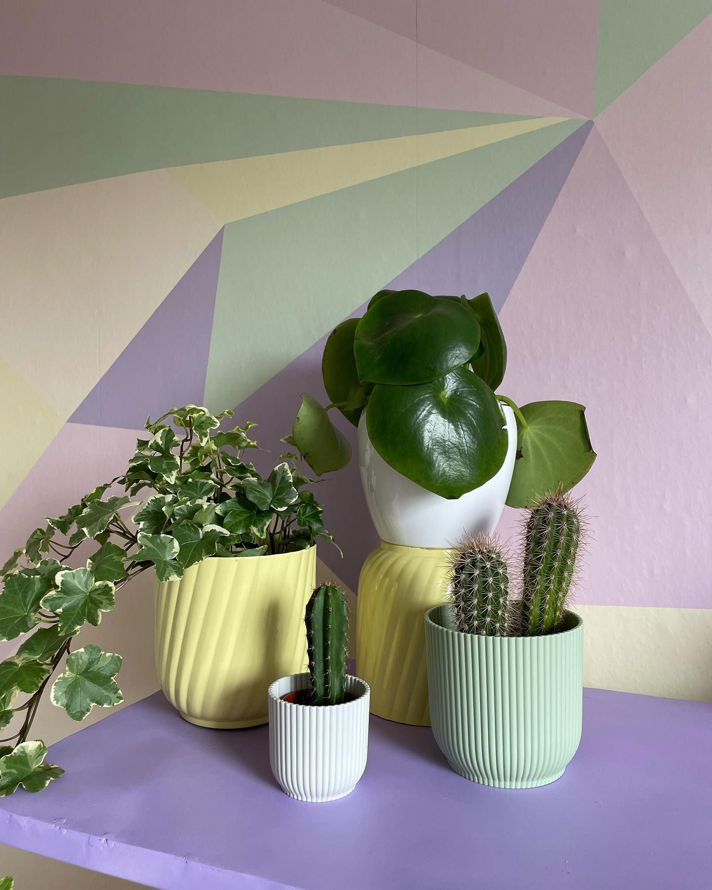 Four potted plants on a purple shelf against a geometric pastel wall. Ivy, cactus, and peperomia.