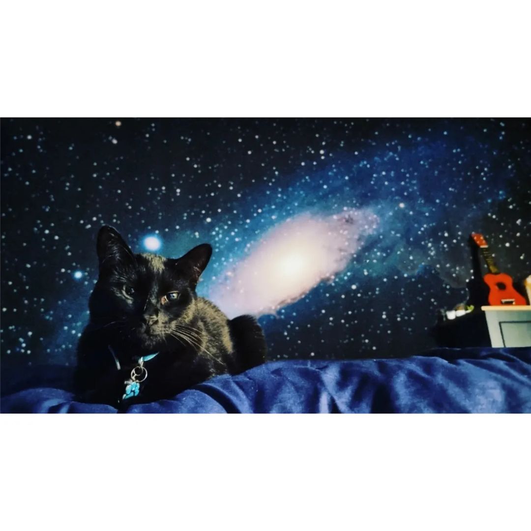Un gato negro con un collar azul descansa sobre una colcha azul frente a una pared con temática de galaxias.