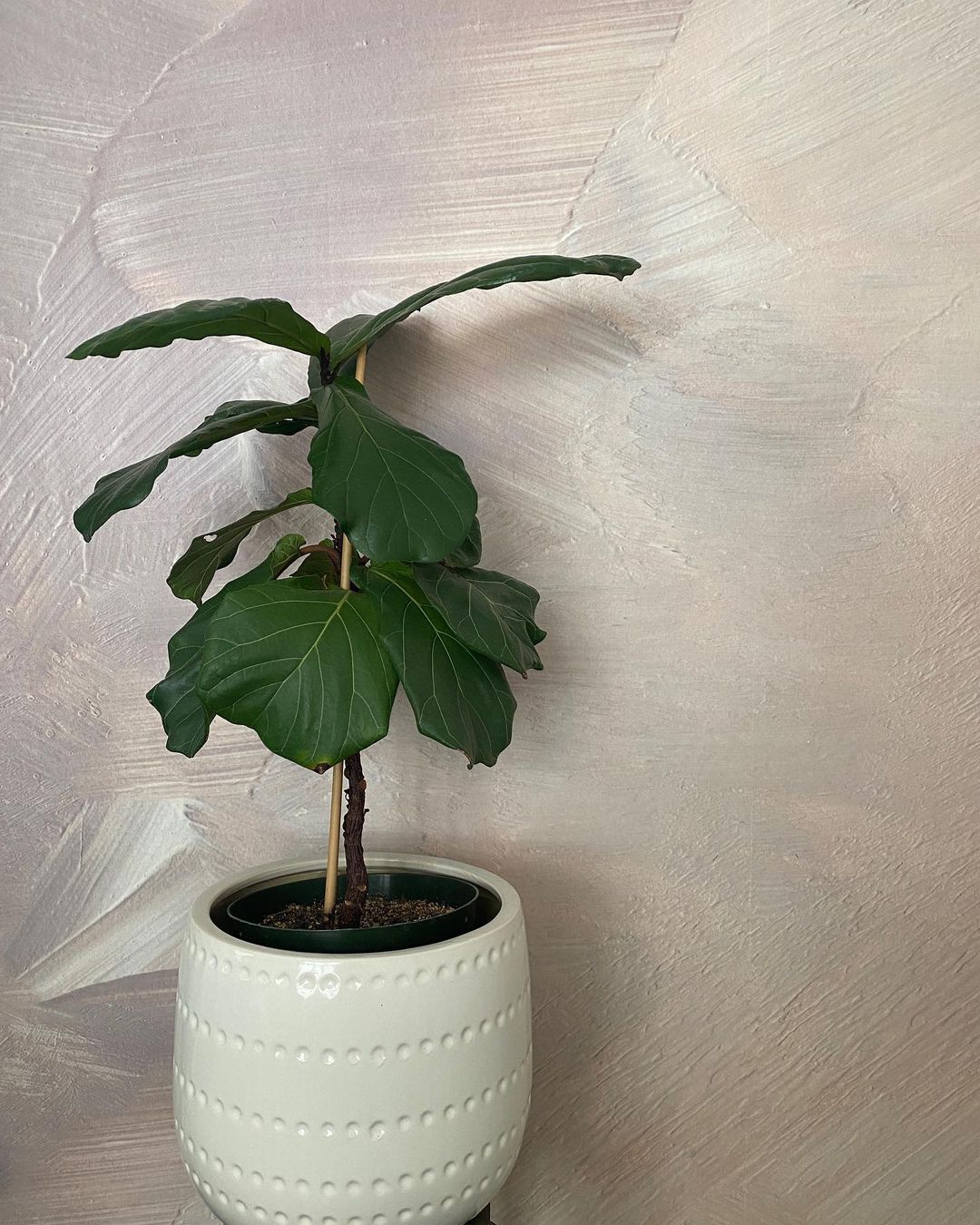 Fiddle leaf fig in white pot with textured wall background.