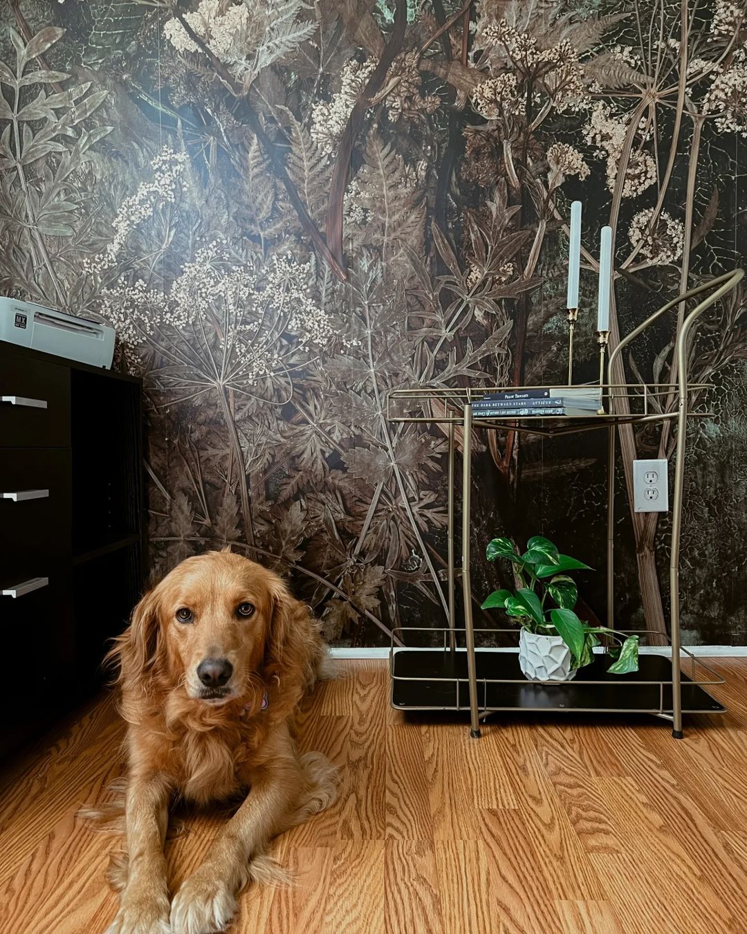 Golden Retriever liegt auf Holzboden vor Barwagen und Blumentapete.